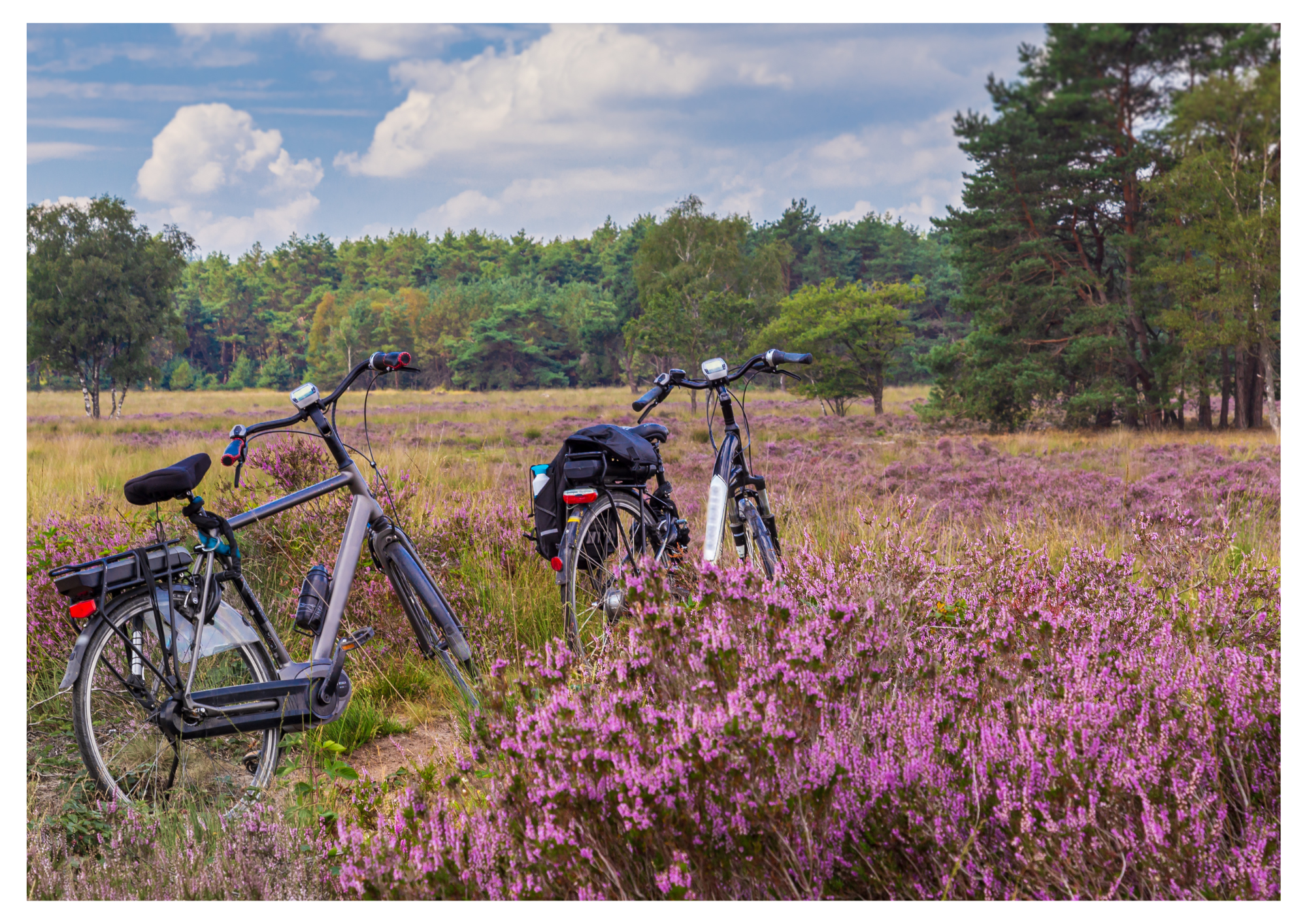 Steenpatrijs Beleef die Veluwe Arrangement